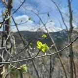 Mount Massive Trail (via South East) - Colorado | AllTrails