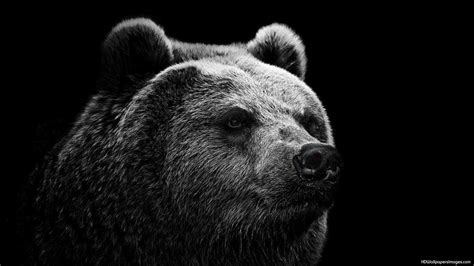 Cool Bear Wallpapers - Top Free Cool Bear Backgrounds - WallpaperAccess