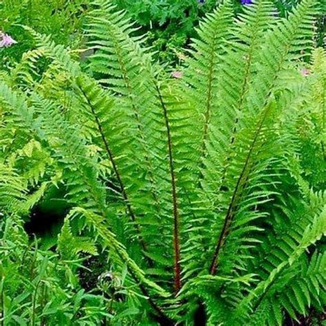 Dryopteris affinis 'Pinderi' 3L - Coolings Garden Centre