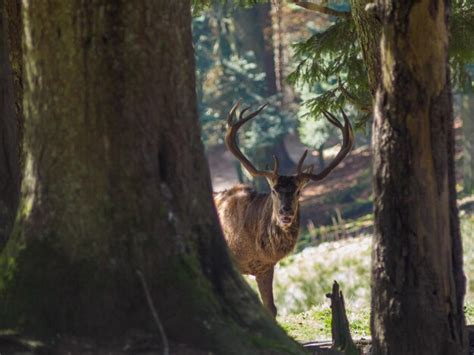 Premium Photo | Portrait of deer standing in forest