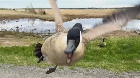 Goose Attack