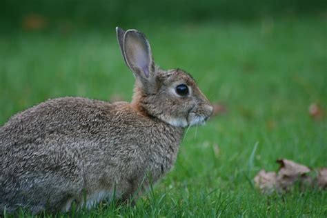 Welsh Rabbit | 16Sep2011 picture was taken in Beddgelert, Wa… | Flickr