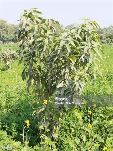 Pohon Mangga Kecil Dan Muda Mangga Tanaman Buah Manggapohon Mangifera Indica Sindhri Belum ...