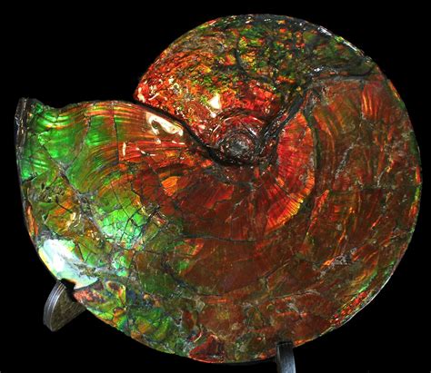 15.2" Iridescent Ammonite (Ammolite) - Best of the Best! For Sale ...