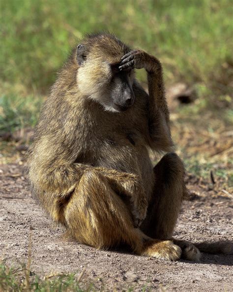 Yellow Baboon II Photograph by Robert Selin