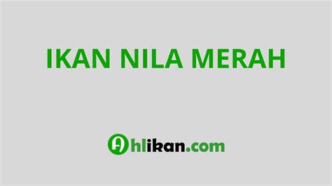 Ikan nila merah pertama kali ditemukan di perairan Nil di Afrika