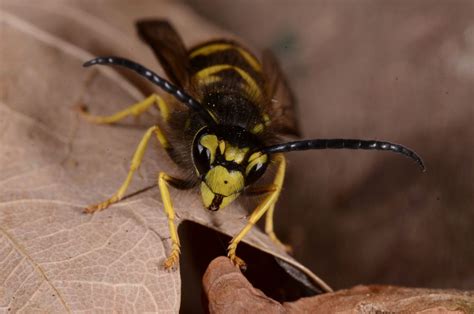 Vespula germanica - WaspWeb