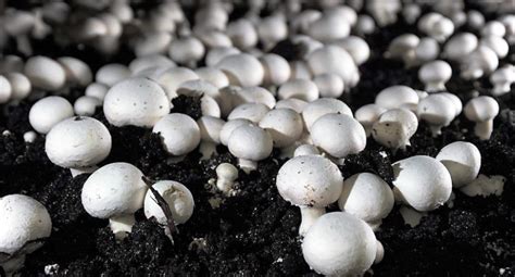 A Complete Guide to Profitable Mushroom Farming in India; Read ...