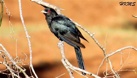 14. Asian Koel (ಕೋಗಿಲೆ - Kogile)