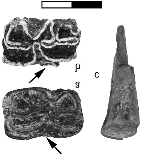 Isolated teeth of Hipparion sp.: a, LP 4 (MRC 1); b, RM 1 (MRC 845); c ...