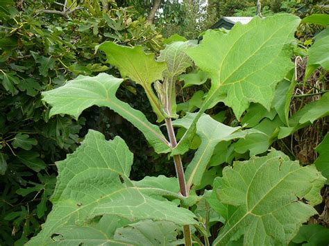 People, Plants, Landscapes: Yacon or Peruvian Ground Apple