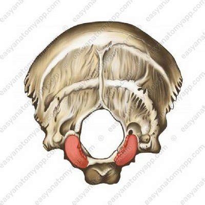 Atlanto-occipital joint – Easy Anatomy 3D