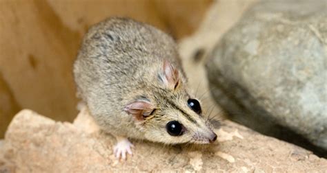 Tiny marsupial makes big impact in Queensland - Australian Geographic