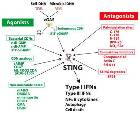 Cells | Free Full-Text | STING Targeting in Lung Diseases