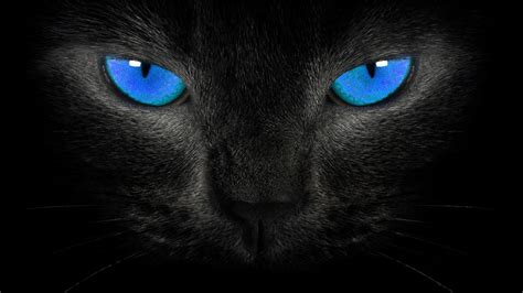 Black Cat Background, Blue Eyes Black Cat Background, #21836