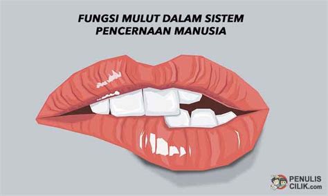 Fungsi mulut dalam sistem pencernaan manusia - Penulis Cilik