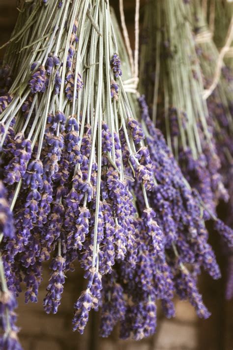 Harvesting and Drying Lavender - The Lavender Homefront