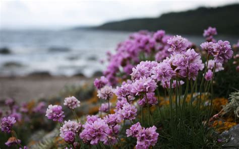 close-up photography purple petaled flower #nature #landscape #flowers #2K #wallpaper #hdwall ...