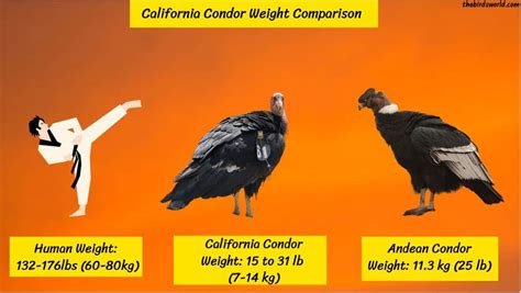 California Condor Size: How Big Are They Compared To Other?