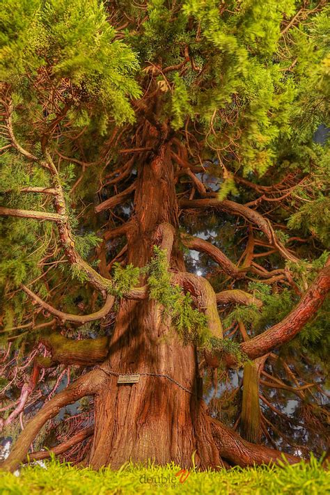 Coastal Redwood | Árboles viejos, Fotografía de árboles, Árboles extraños