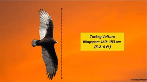 Turkey Vulture Wingspan: How Does It Compare With Others?