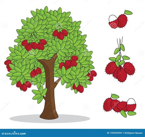 Rambutan Clipart