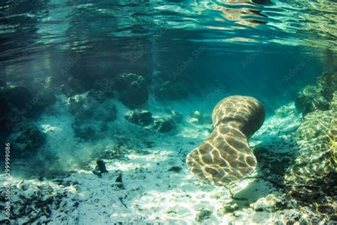 Beautiful West Indian Manatee enjoying the clear warm water from Three ...