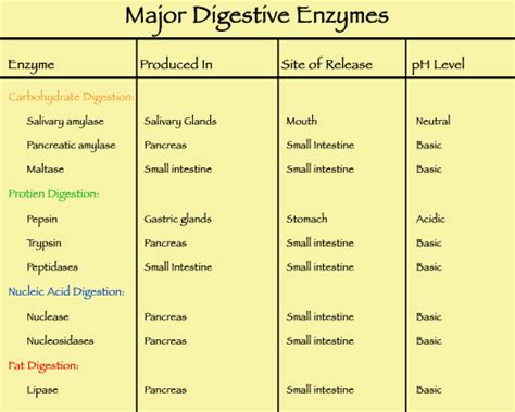 Enzymes and Cell Function – Foods From S.O.I.L.