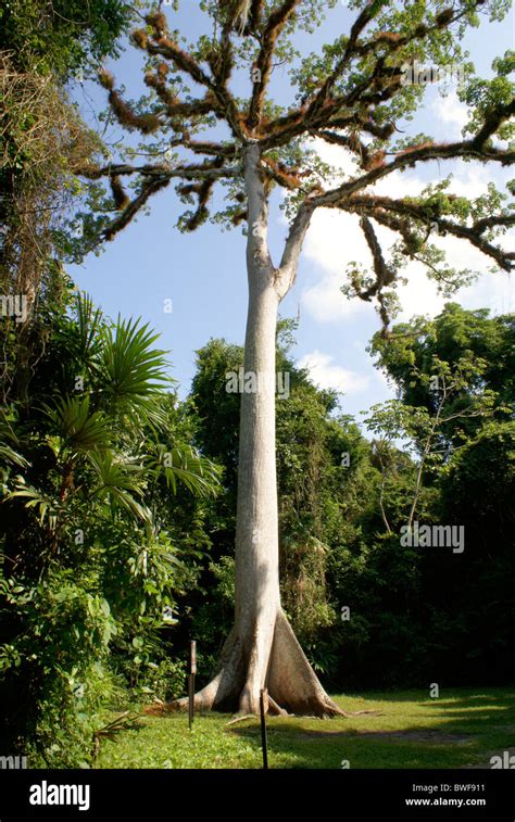 Giant Ceiba tree or silk cotton tree at the Maya ruins of Tikal, El Peten, Guatemala. Tikal is a ...