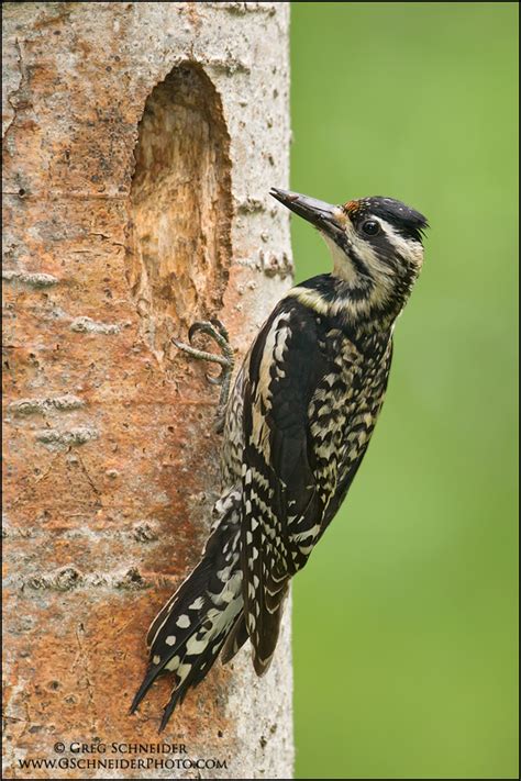 Yellow-bellied Sapsucker (female) at nest