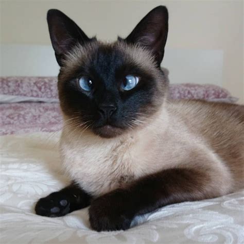 Why Do Siamese Cats Have Crossed Eyes?