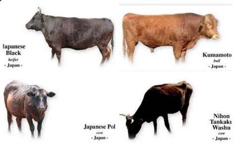 The 4 Best Species of Japanese Cattle for Producing the World's Most Expensive Wagyu Beef - The ...