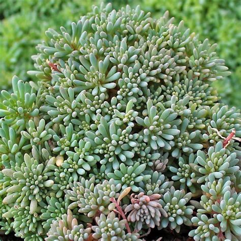 50 Seeds Spanish Stonecrop Seeds-sedum Hispanicum-q077 Drought Tolerant ...