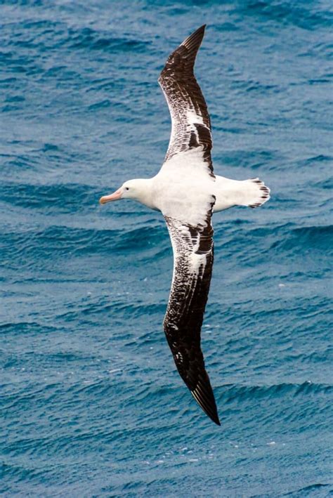 Wandering Albatross: Is This Animal Endangered?