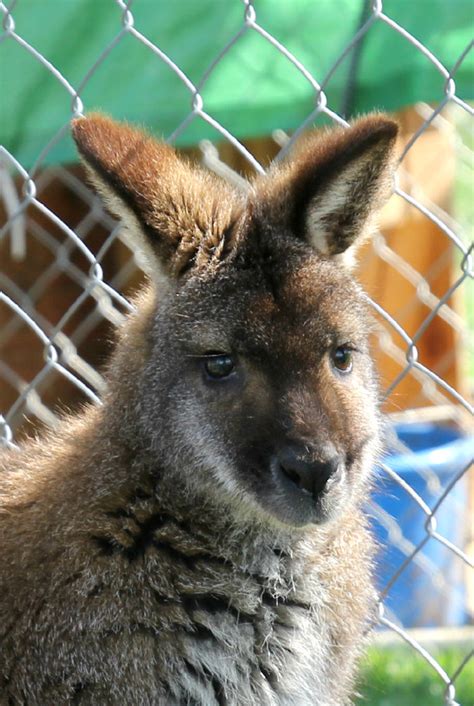 GEE Funny Farm: What Do You Do With a Kangaroo ... Er, Wallaby?