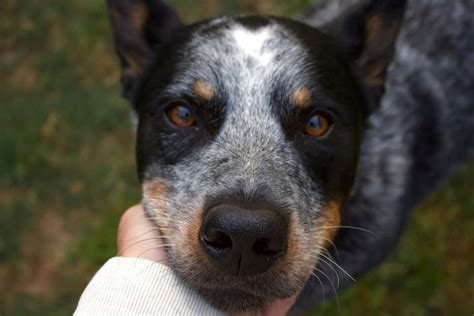 Blue Heeler Health Issues: Prevention, Symptoms, & Care Tips