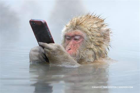 500px Blog » » The Story Behind This Incredible Photo Of A Monkey Using An iPhone