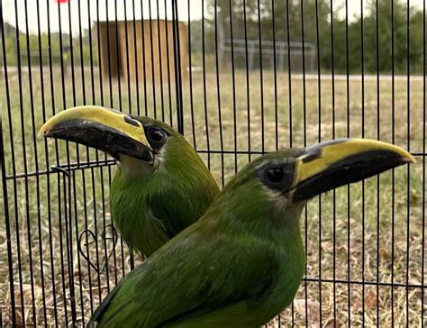 Emerald Toucanet for Sale