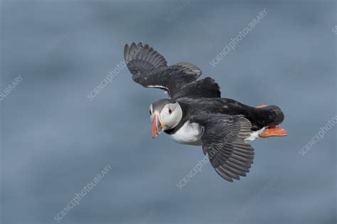 Puffin flying - Stock Image - C059/1914 - Science Photo Library