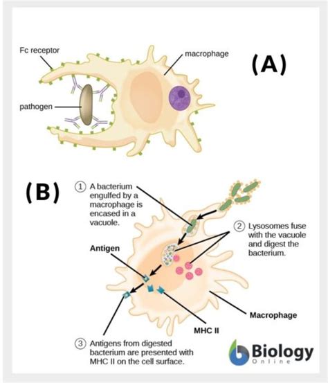 Antigen - Definition and Examples - Biology Online Dictionary