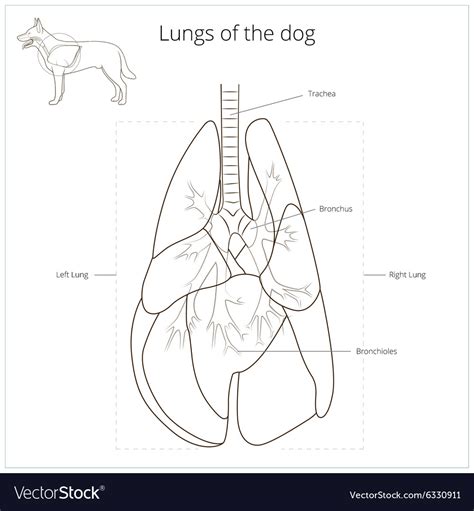 Lungs of the dog Royalty Free Vector Image - VectorStock