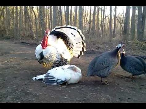 Royal Palm Turkey Mating - YouTube