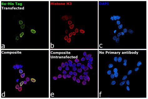 6x-His Tag Antibody (MA1-21315)