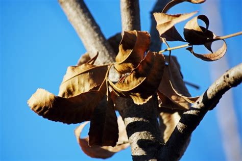 Dry Brown Pecan Nut Tree Leaves Free Stock Photo - Public Domain Pictures