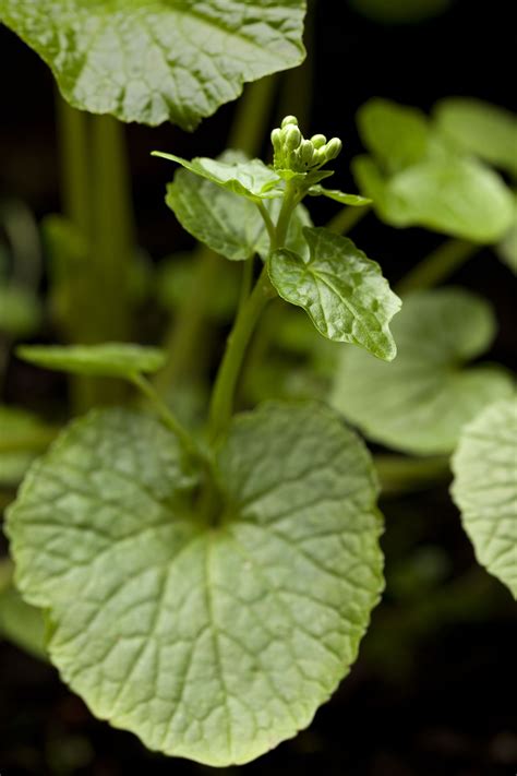 How to Grow Wasabi - A Garden Nerd's Challenge | PITH + VIGOR by Rochelle Greayer | Unusual ...