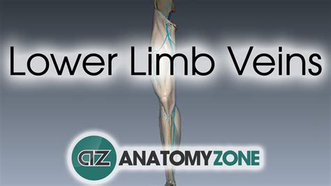 Lower Limb Veins Overview - 3D Anatomy Tutorial - YouTube