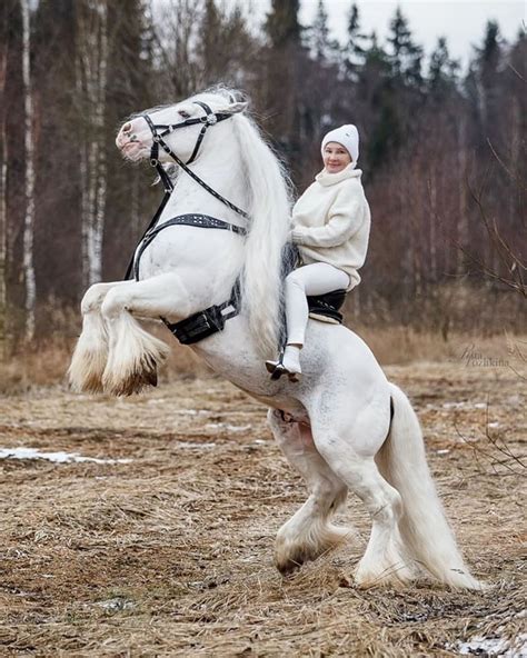 Friesian Horse | Rare horse breeds, Horse breeds, Rare horses