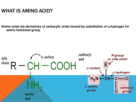 Amino acid metabolism