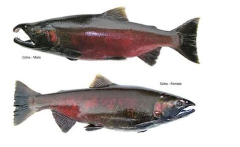 Coho Vs Sockeye Salmon Taste | Bruin Blog