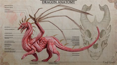 Dragon Anatomy